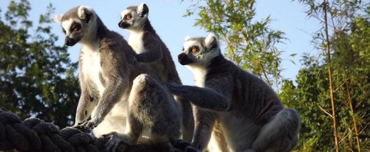 Lemur Walk Through