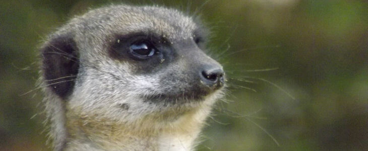 Meerkats