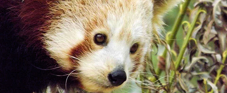 Jasper the Red Panda