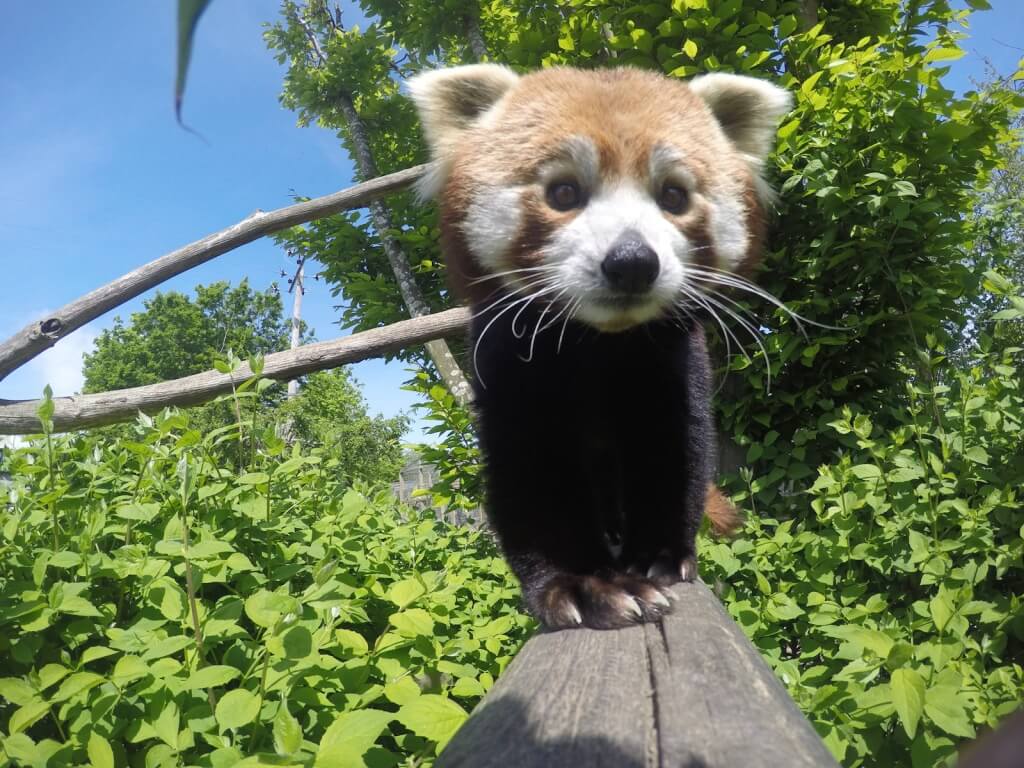 Mei Xlang The Red Panda