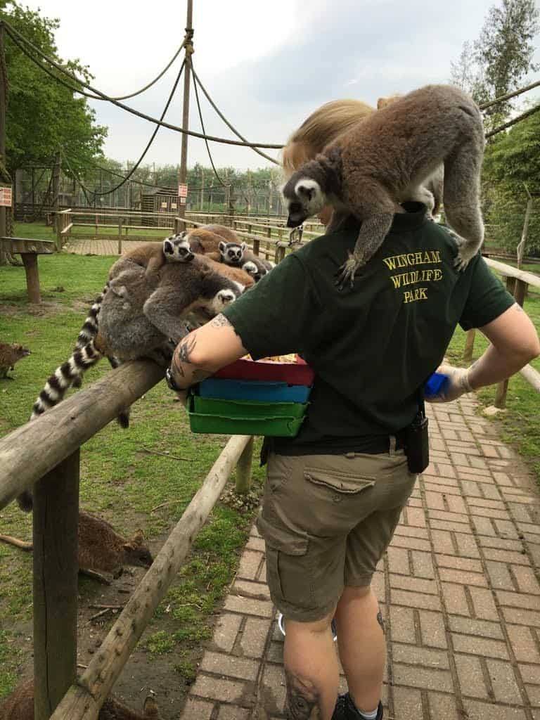 zoo keeper feeding animals