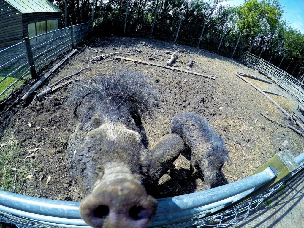 Visayan Warty Pigs