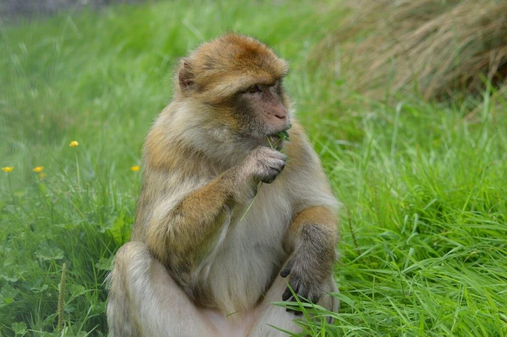 International Macaque Week at Wingham Wildlife Park