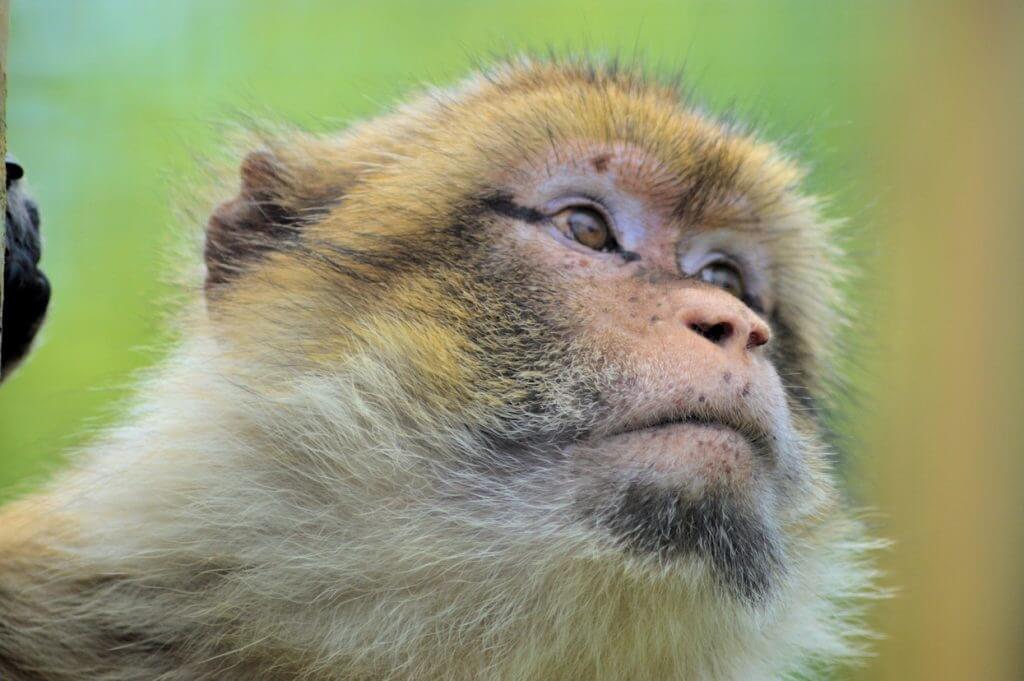 International Macaque Week 2018 at Wingham Wildlife Park
