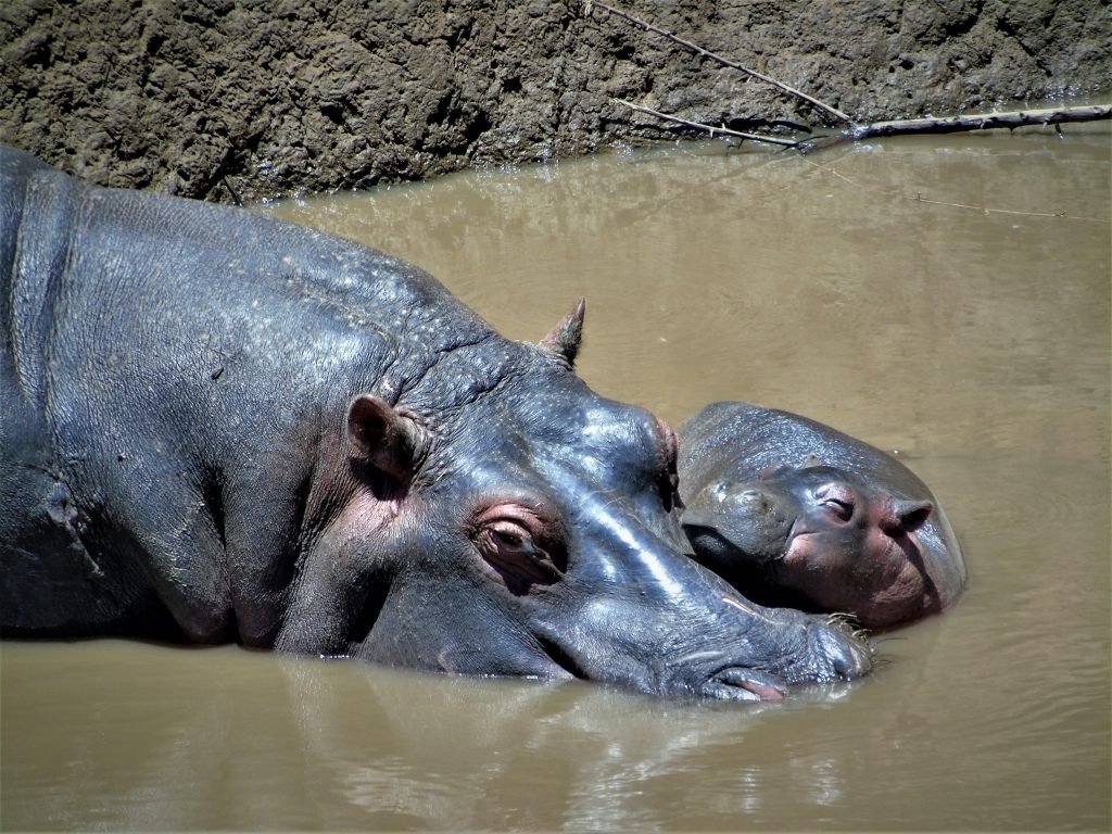 Hippo calf with mother