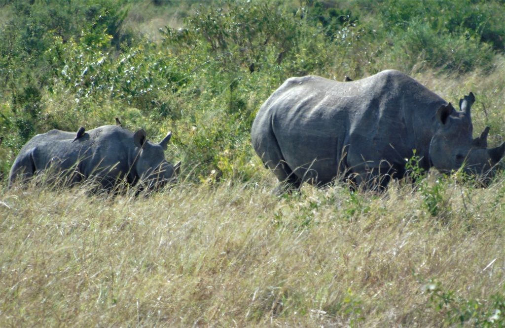 black rhino and calf