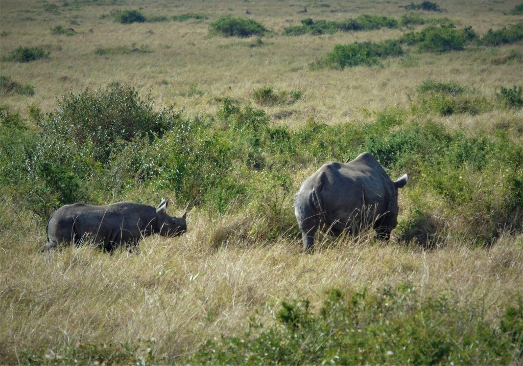 Black rhino and calf