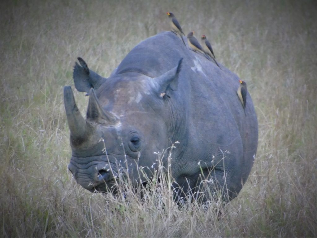 Male Black Rhino