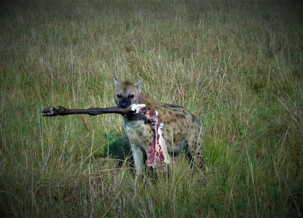 hyena with recent kill