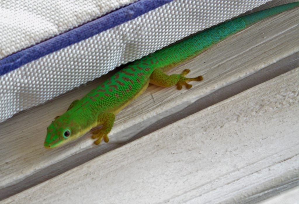 Zanzibar day gecko