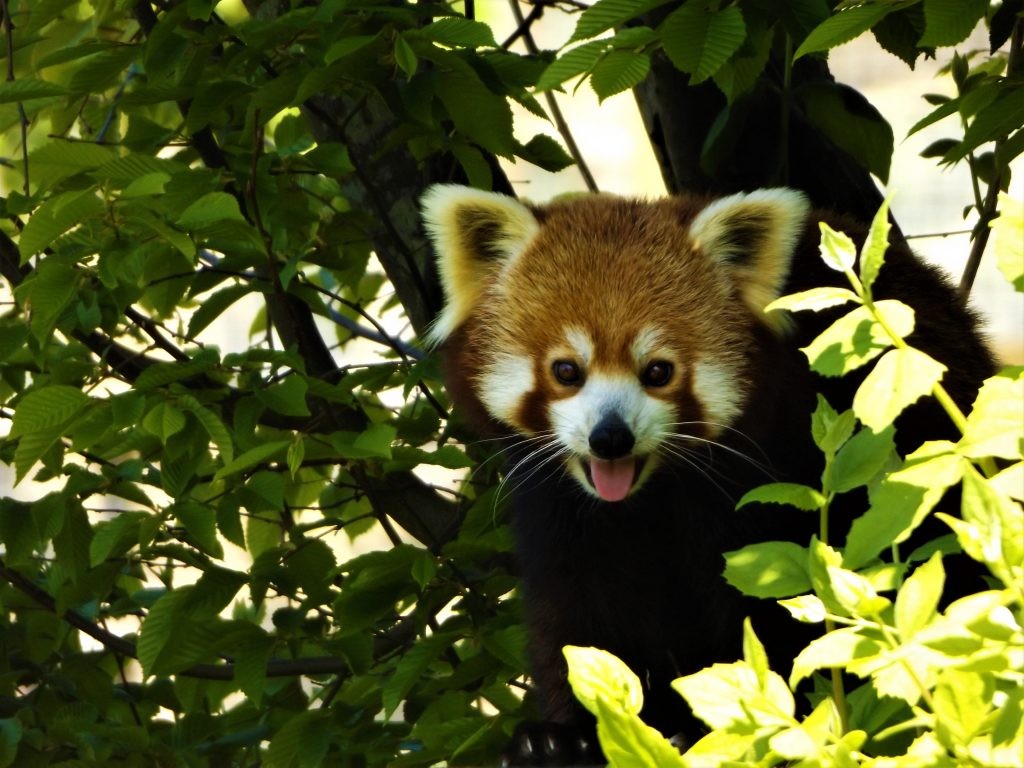 Red panda experience at Wingham Wildlife Park, Kent