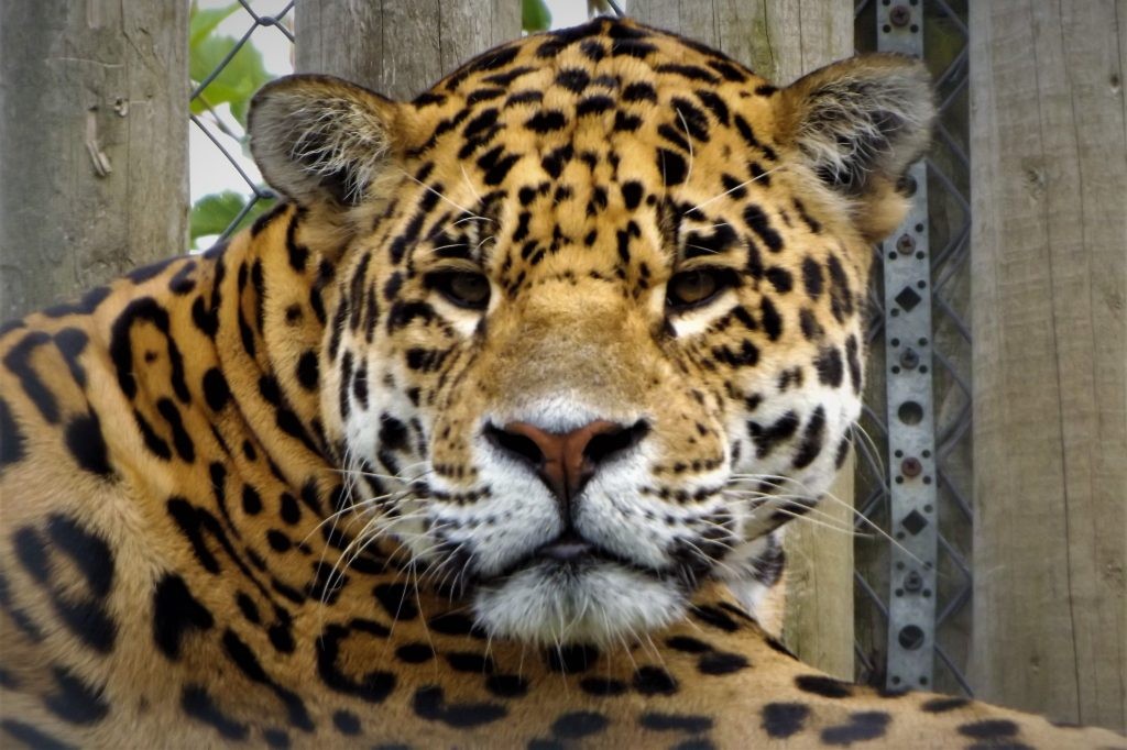 Jaguar at Wingham Wildlife Park