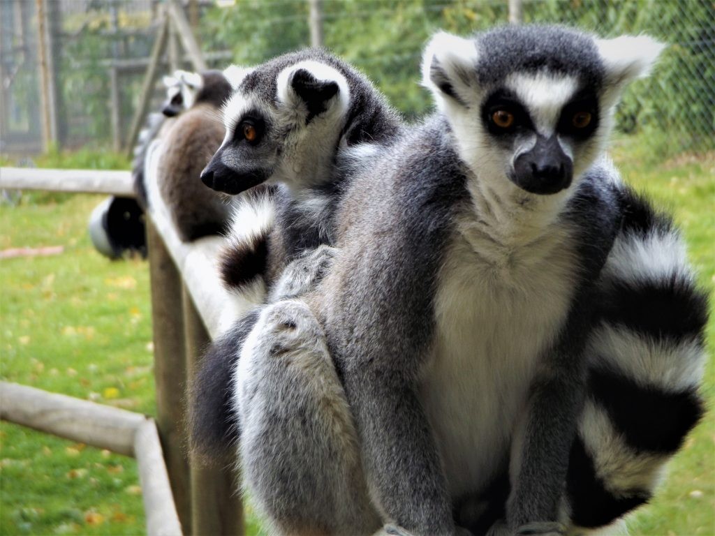 Ring-tailed lemurs at Wingham Wildlife Park, Kent