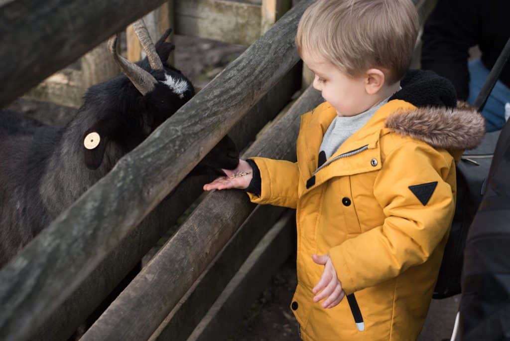 Why You Shouldn't Feed Animals Your Own Food at the Zoo - Animal  Experiences At Wingham Wildlife Park In Kent