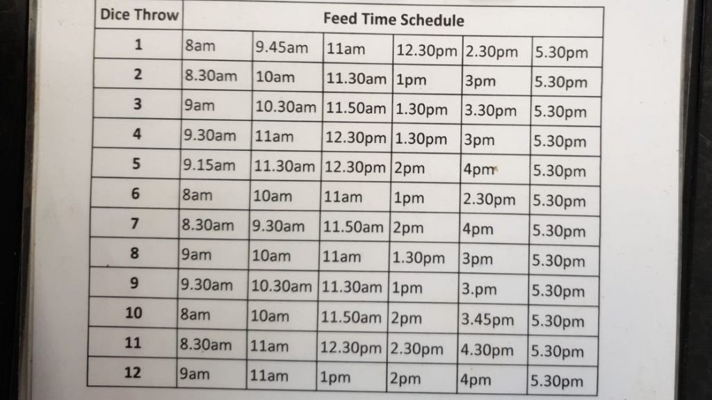 bear enrichment times