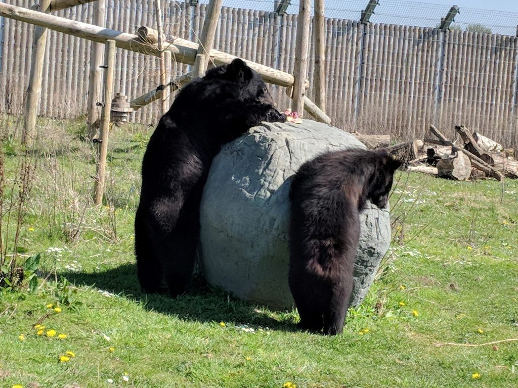 bears enrichment - ice lolly
