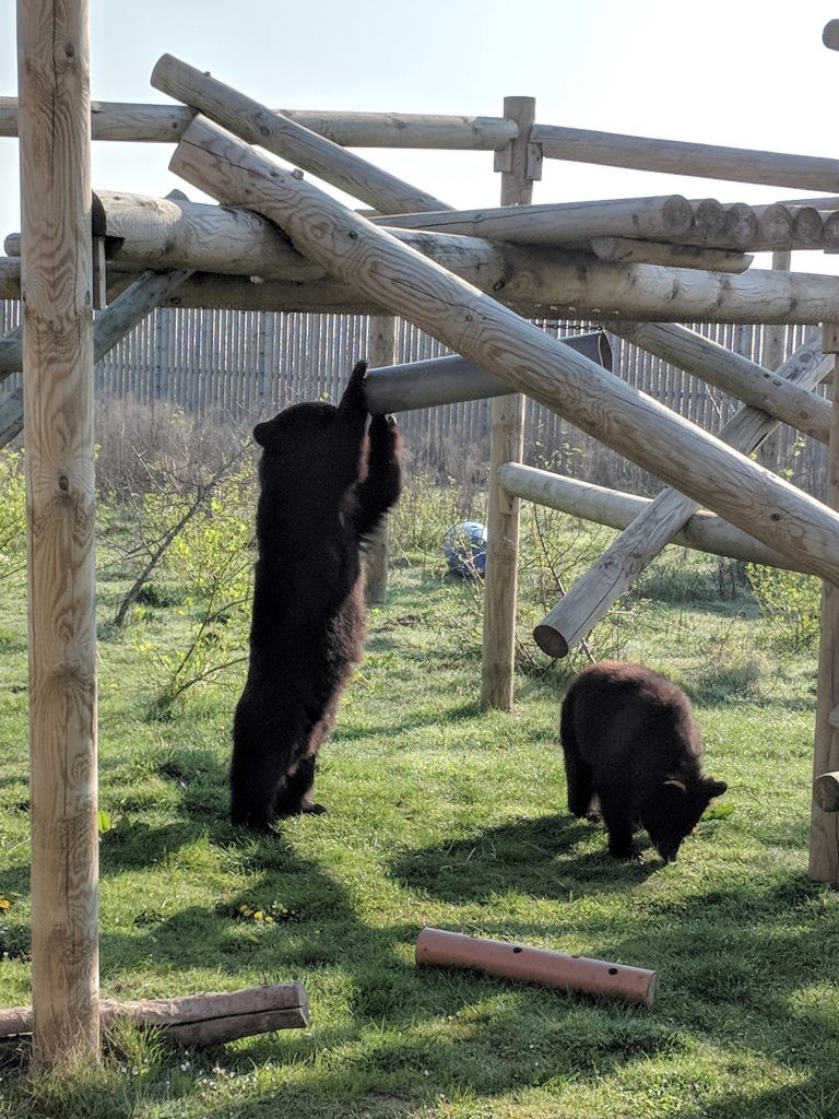 bears enrichment - pipe feeder