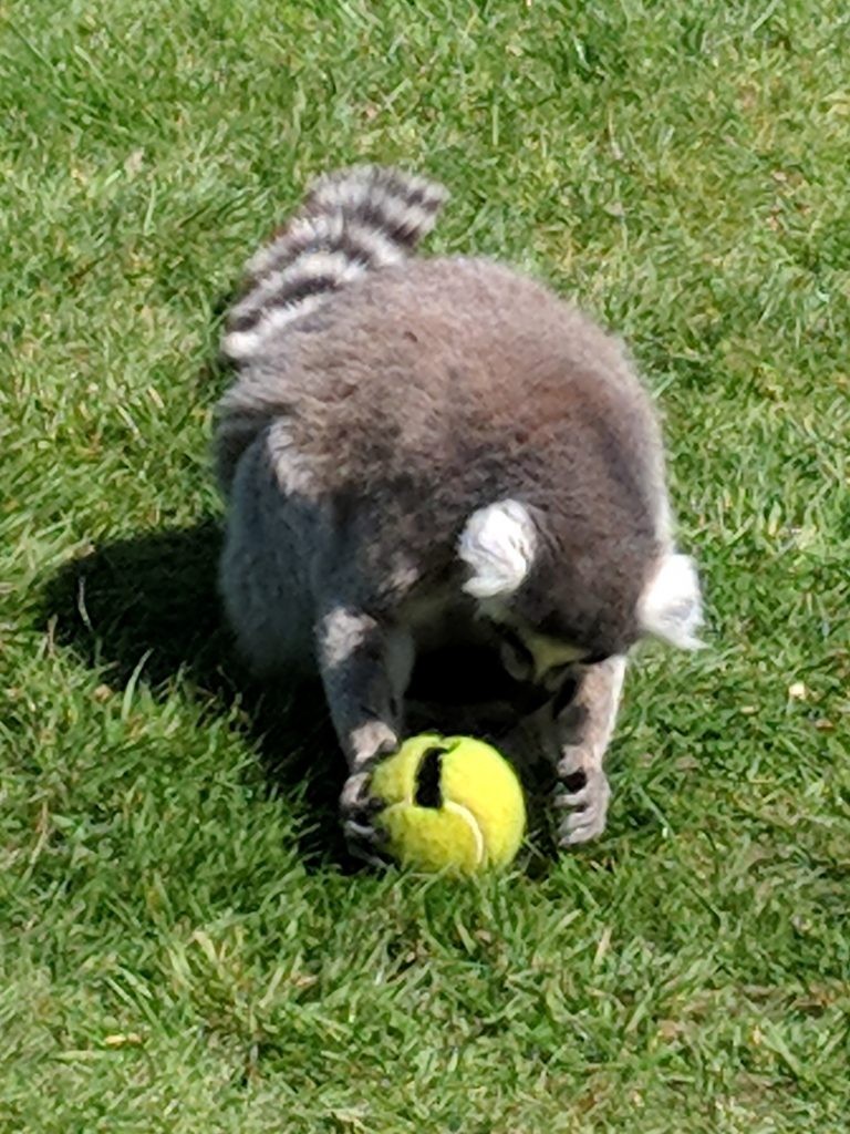 ringtail enrichment - tennis ball