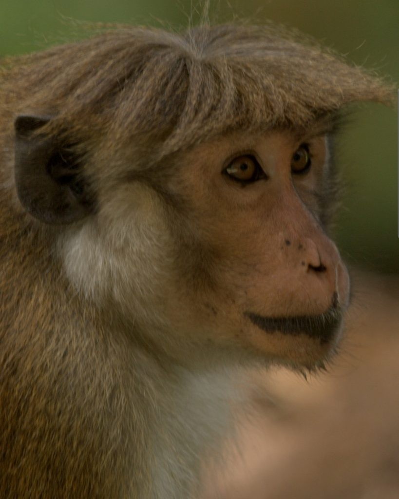 Photo Credit: Gihan Jayaweera https://en.wikipedia.org/wiki/Toque_macaque#/media/File:Macaca_sinica_aurifrons_-_Wetzone_subspecies.jpg