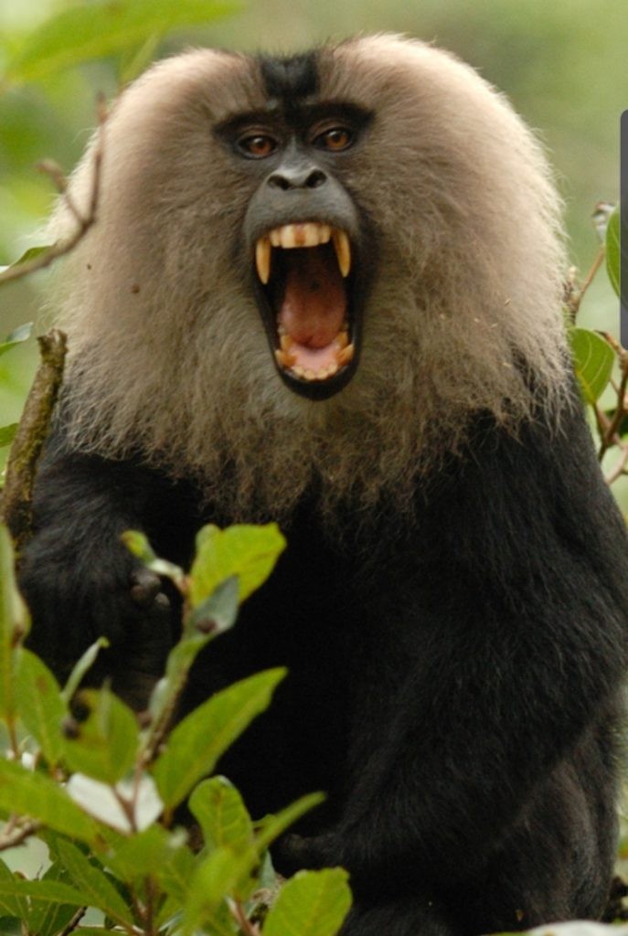 https://en.wikipedia.org/Photo Credit: Kalyanvarma  wiki/Lion-tailed_macaque#/media/File:Lion-tailed_macaque_canine.jpg
