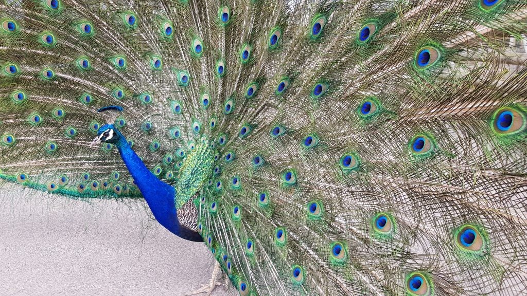 Peacock displaying its dazzling tail feathers