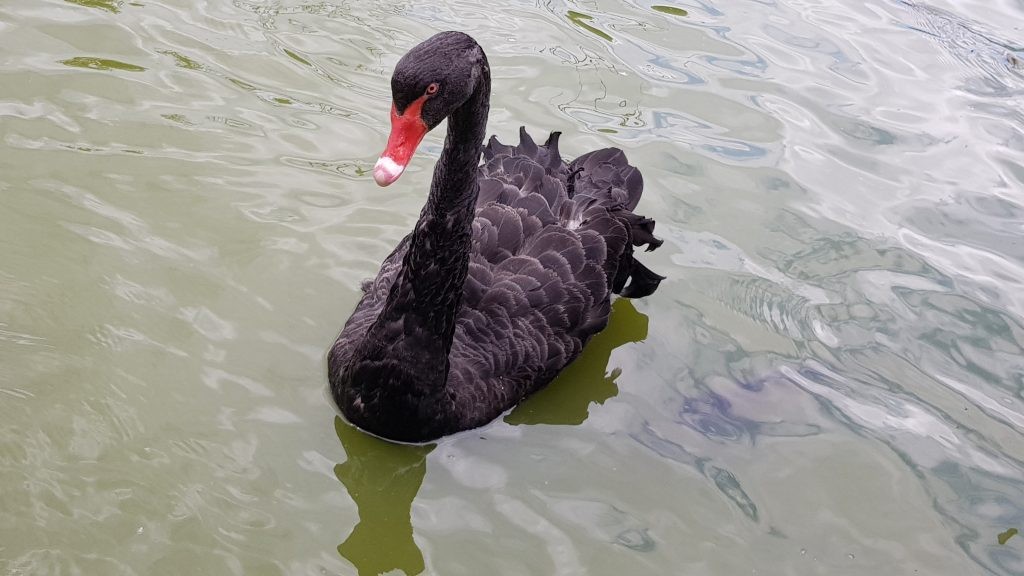 Our female Black Swan’s cousins are native to Australia. Did you know that the colour black can actually help birds to stay cool? Darker colours absorb heat and allow it to be directed back into the surrounding air away from a bird’s body.