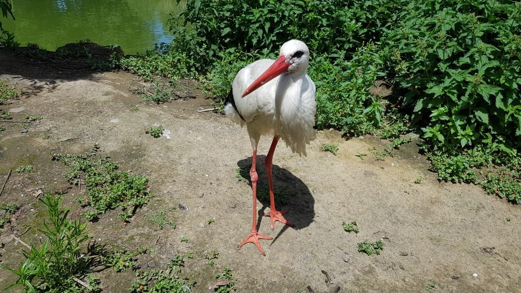 You can see that our White Storks’ plumage isn’t very colourful, except on the flight feathers where thick deposits of eumelanin are put down.