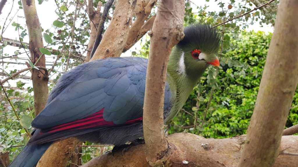  White-cheeked Turacos, like all turacos, have pigments that are unique to this family of birds