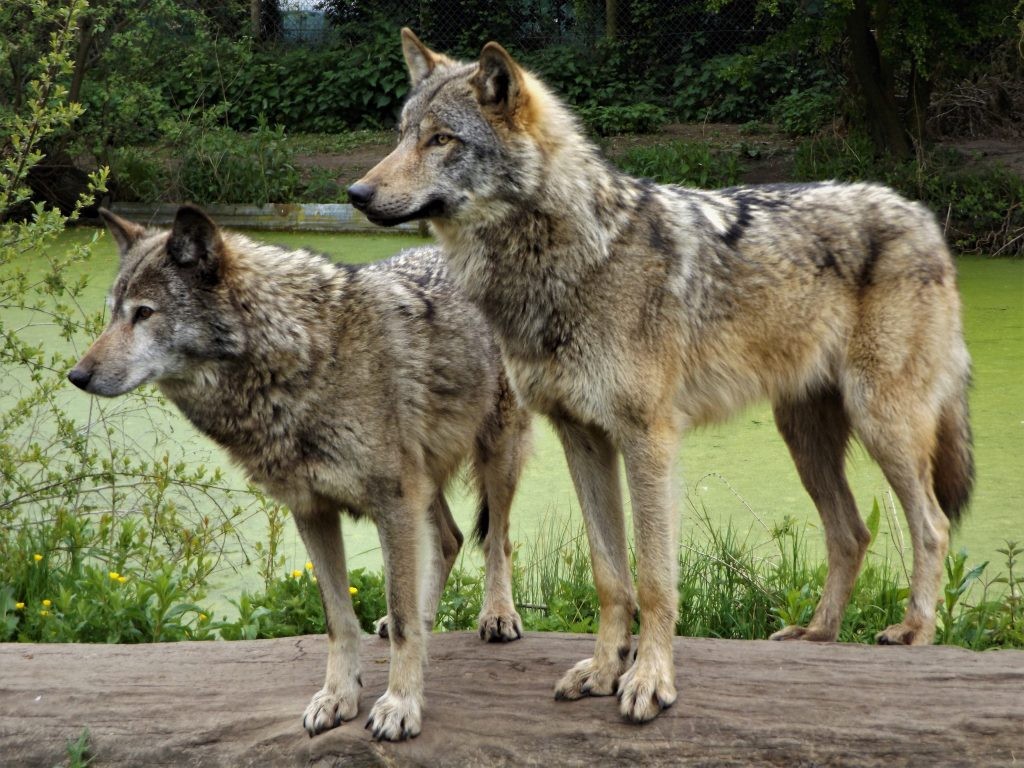 European grey wolves