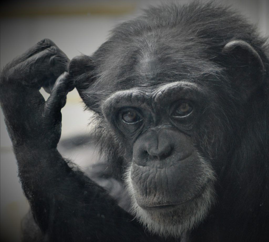 Faye, chimpanzee at Wingham Wildlife Park