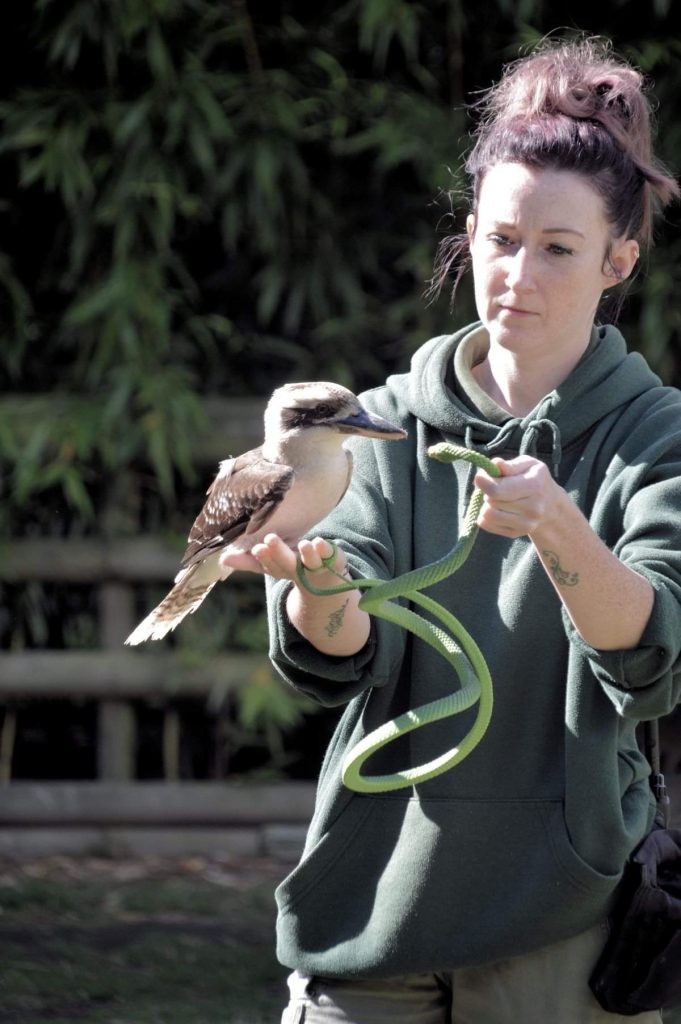 shiv and kookie the kookaburra