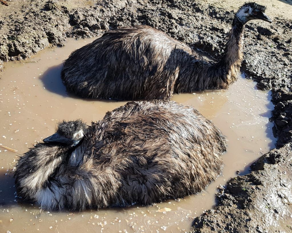 Emus wallowing at Wingham Wildlife Park, Kent