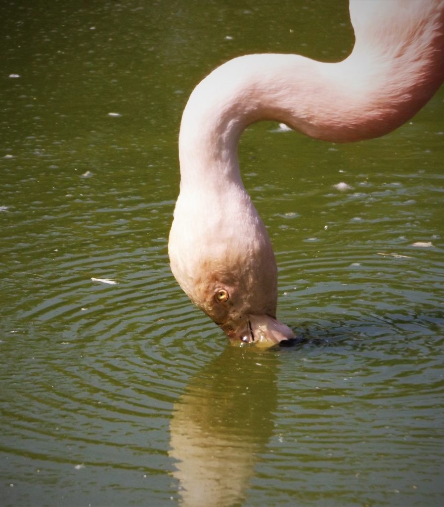 Chilean flamingo at Wingham Wildlife Park, Kent
