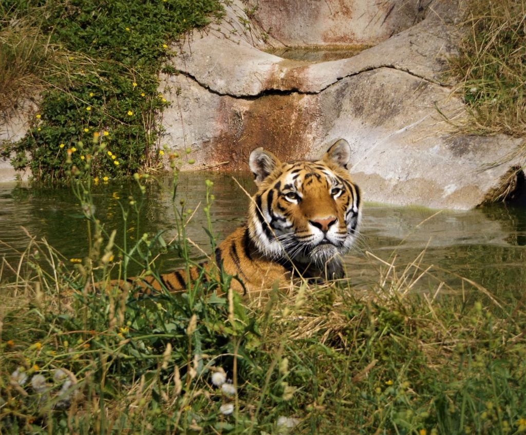 tiger in pool at Wingham Wildlife Park, Kent