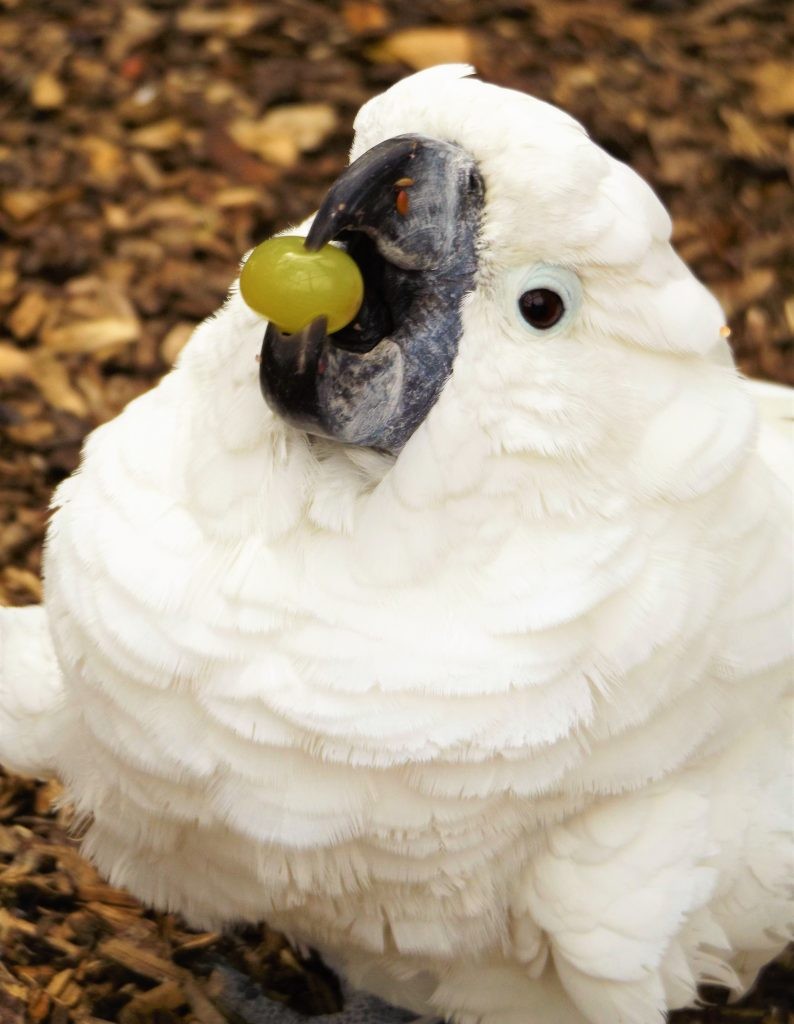 Rosie, the Umbrella cockatoo enjoying a frozen grape