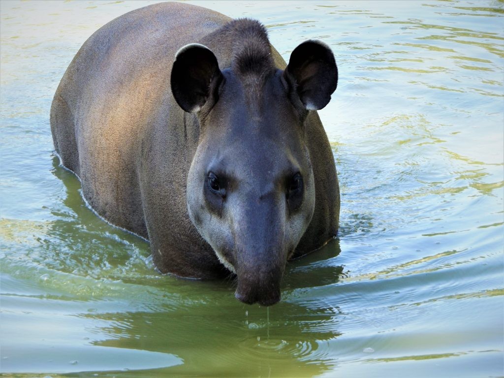 tapir swimming at Wingham Wildlife Park, Kent