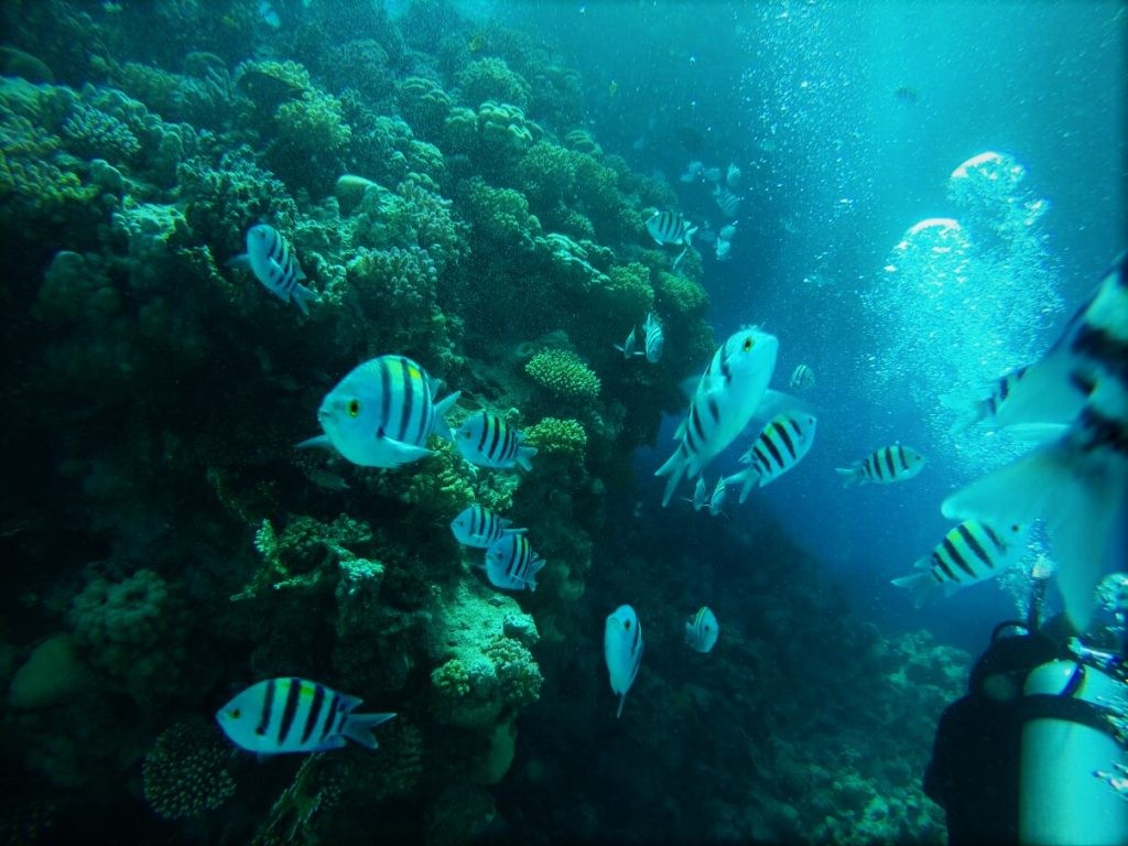 Diving in the Red Sea