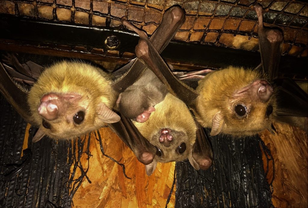 Egyptian fruit bats with baby