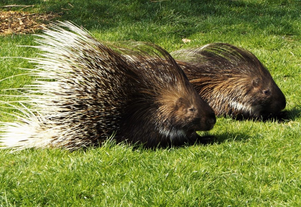 African crested porcupine at Wingham WIldlife Park, Kent