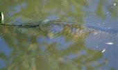 Carp just underneath surface of the water