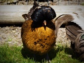 Polish bantam Chicken at Wingham Wildlife Park