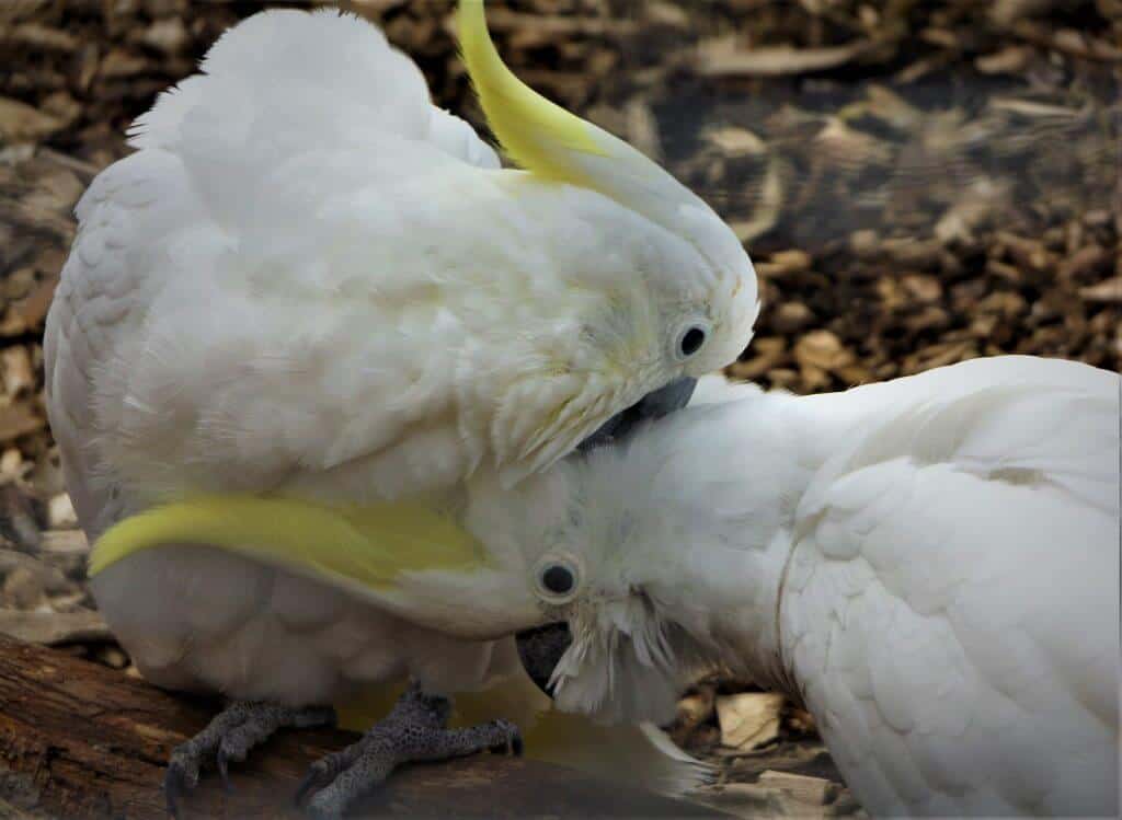 cockatoo bird life span