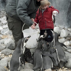 Wingham Wildlife Park Penguin Experience
