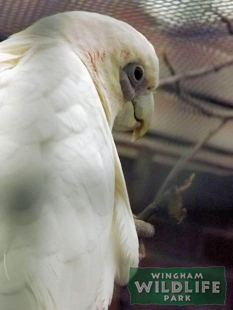 Bare Eyed Cockatoo at Wingham Wildlife Park