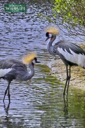 East African Crowned Crane at Wingham Wildlife Park