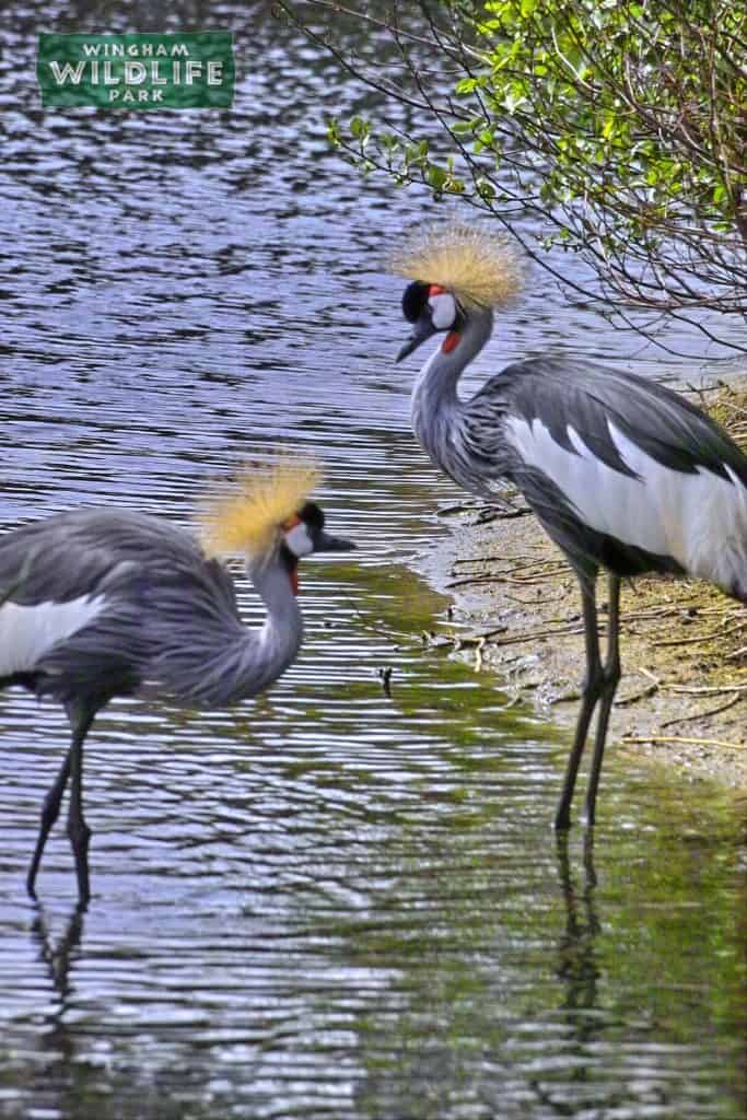 Grey Crowned Crane • Fun Facts and Information For Kids