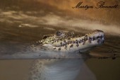 Cuban Crocodile in the reptile house at Wingham Wildlife Park