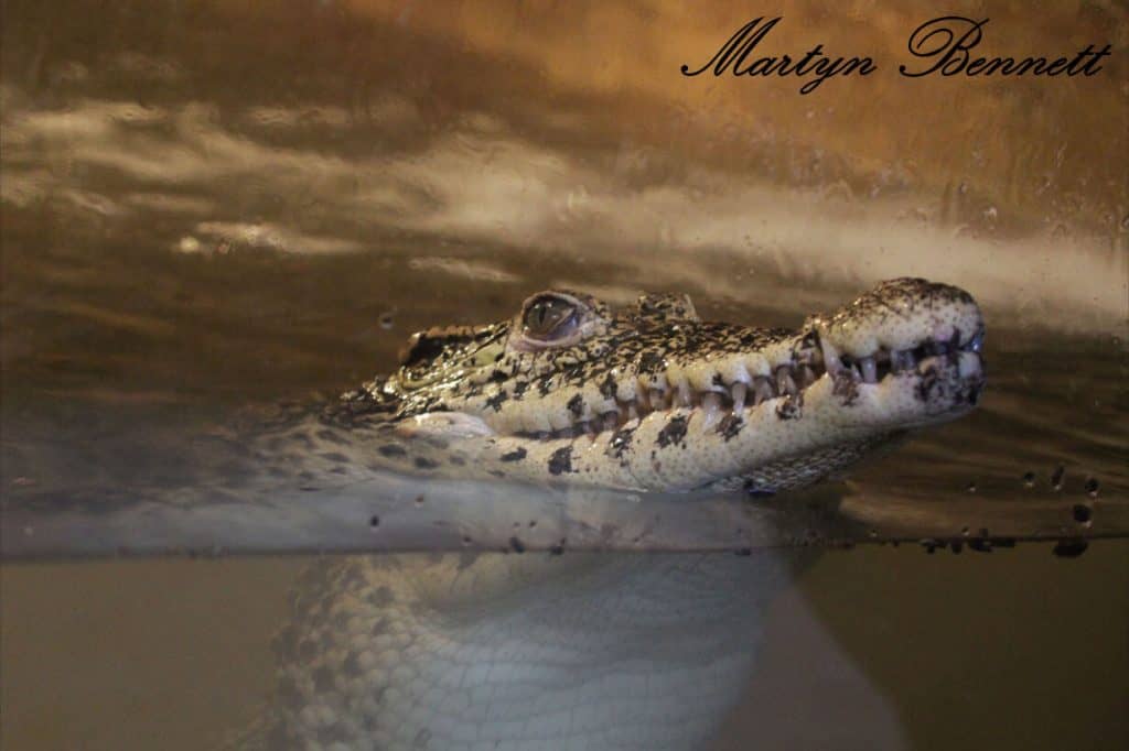 Cuban Crocodile in the reptile house at Wingham Wildlife Park