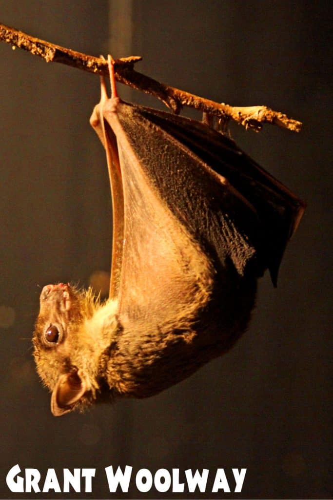 Egyptian Fruit Bat at Wingham Wildlife Park