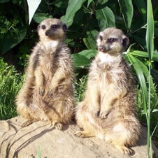 experience-meerkats